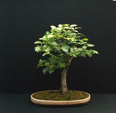 Fagus sylvatica/European Beech Bonsai Progression Series